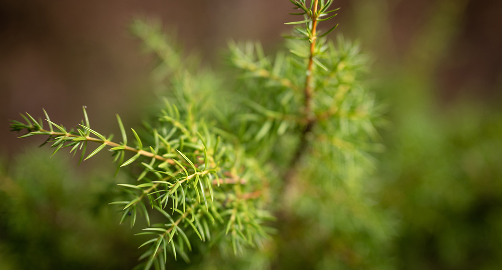 kasvillisuutta metsässä